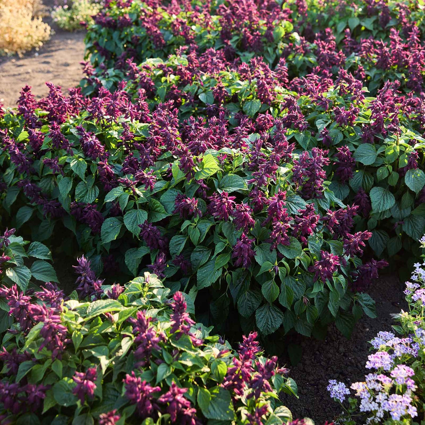 Row of purple flowering sage estella purple plants with green leaves in a garden setting.