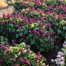 Row of purple flowering sage estella purple plants with green leaves in a garden setting.