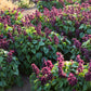 Row of sage estella purple flowers with green leaves in a garden setting