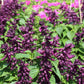 sage estella purple