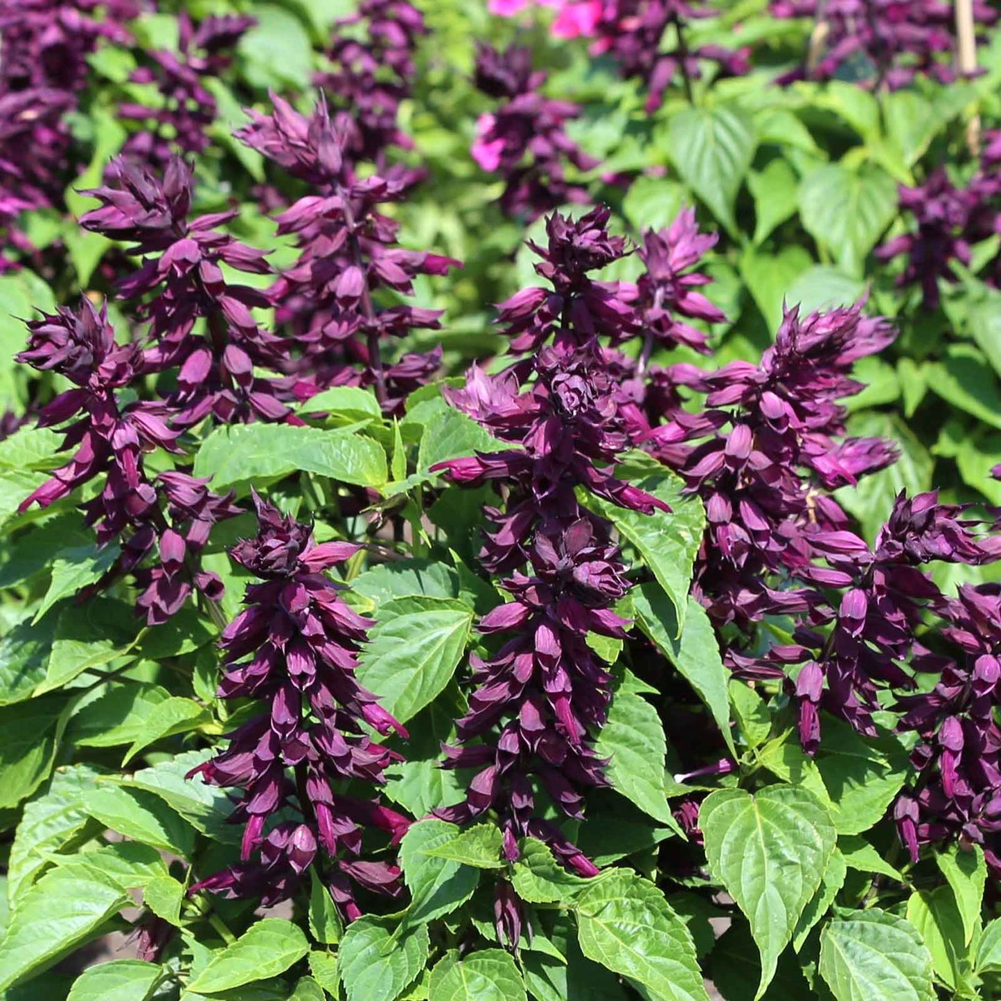 sage estella purple