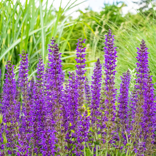 meadow sage