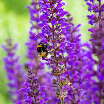 Meadow Sage purple flower spike with a bee against a blurred green background