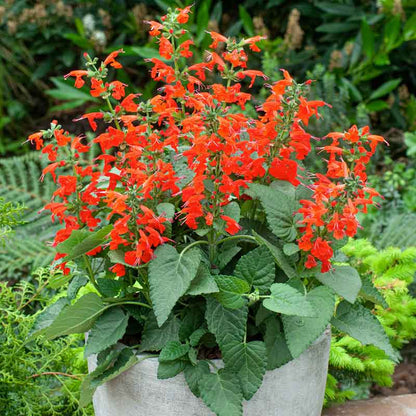 Scarlet Sage flowers with bright red blooms against a green leafy background | copyright: Floramedia UK Ltd