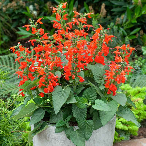 Seed Needs Scarlet Red Sage Seeds - 800 Heirloom Seeds For Planting Salvia Coccinea, Perennial Wildflower, Attracts Pollinators