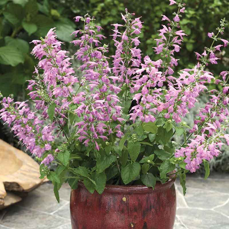 Sage Summer Jewel Lavender pink-purple flowers in a terracotta pot on a patio