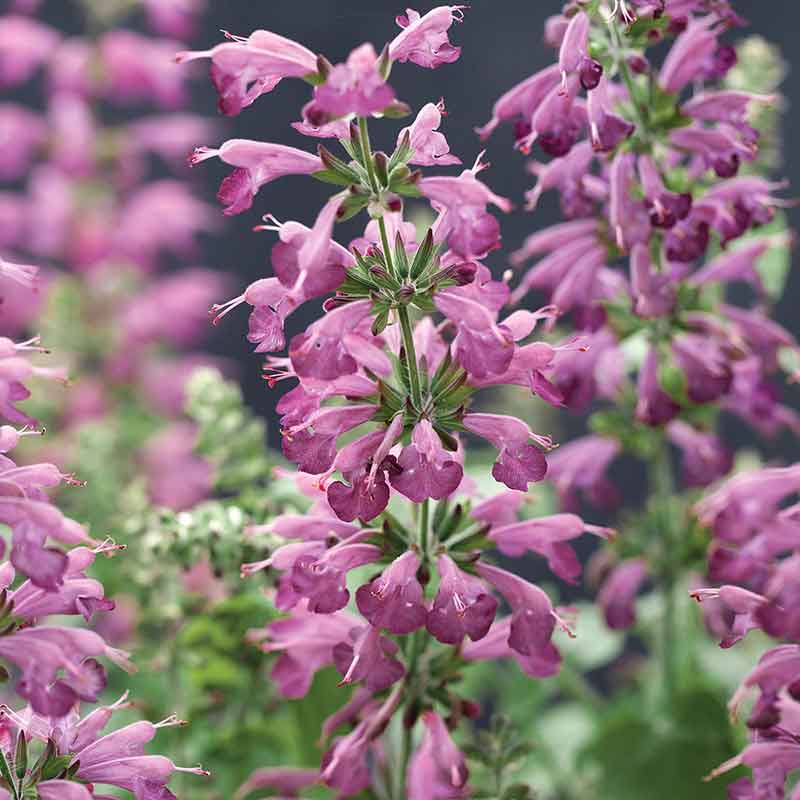 sage summer jewel lavender