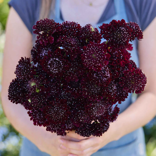 Bouquet of dark purple scabiosa black knight flowers held by a person wearing a blue shirt.