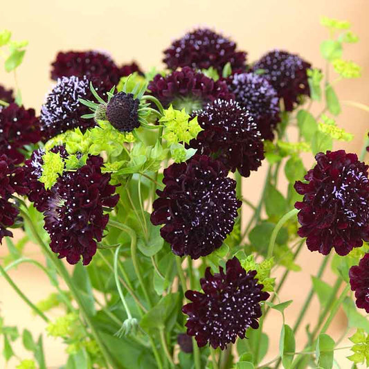 scabiosa black knight
