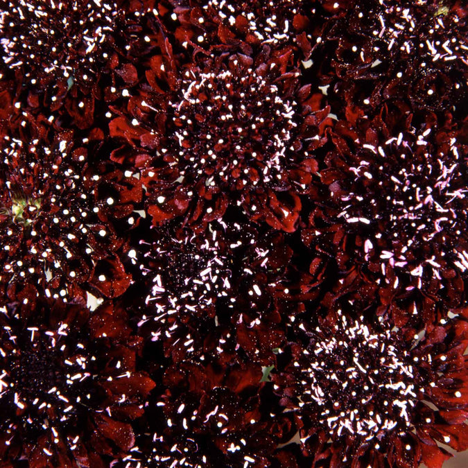 scabiosa black knight