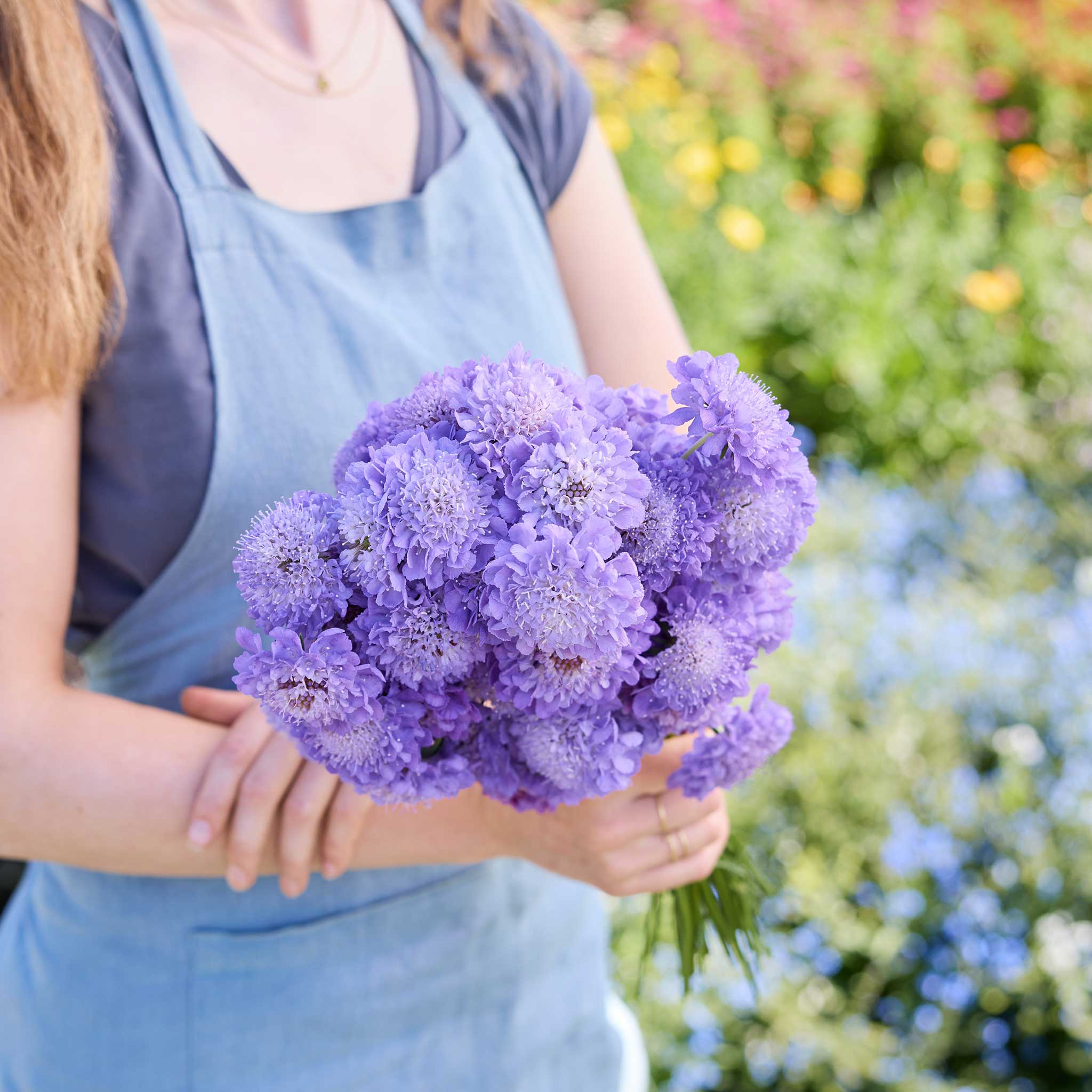 A person holding a bouquet of scabiosa blue cockade flowers in a garden setting.