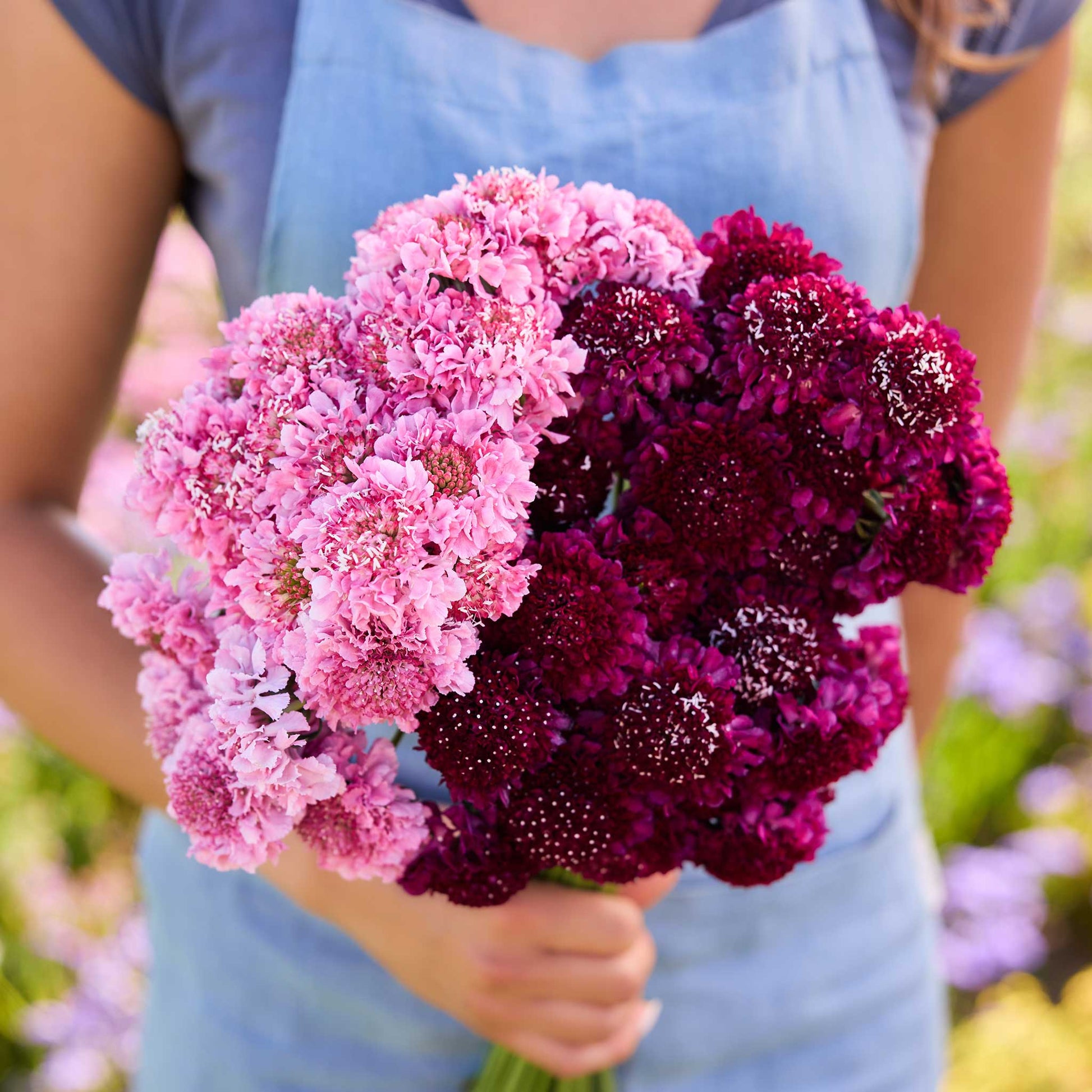 Person holding a bouquet of pink and red flowers from the scabiosa bundle king and queen in a natural setting