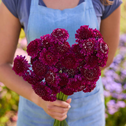 Person holding a bouquet of red flowers from the scabiosa bundle king and queen in a natural setting