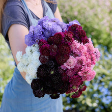 Person holding a bouquet of colorful flowers from the scabiosa signature bundle in a natural setting