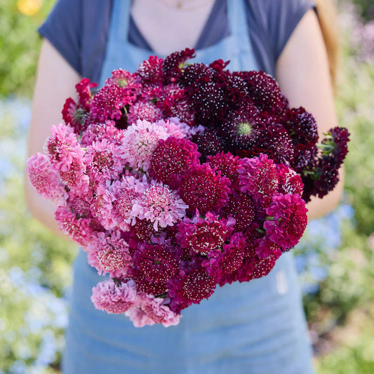 Person holding a bouquet of colorful flowers from the scabiosa summer fruits bundle in a natural setting