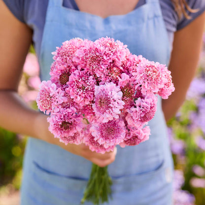 Person holding a bouquet of pink flowers from the scabiosa summer fruits bundle in a natural setting