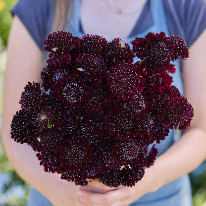 Person holding a bouquet of dark red flowers from the scabiosa summer fruits bundle in a natural setting