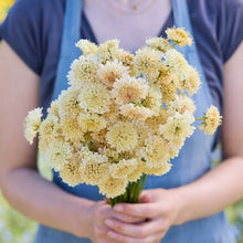 A person holding a bouquet of scabiosa fata morgana flowers in a garden setting.
