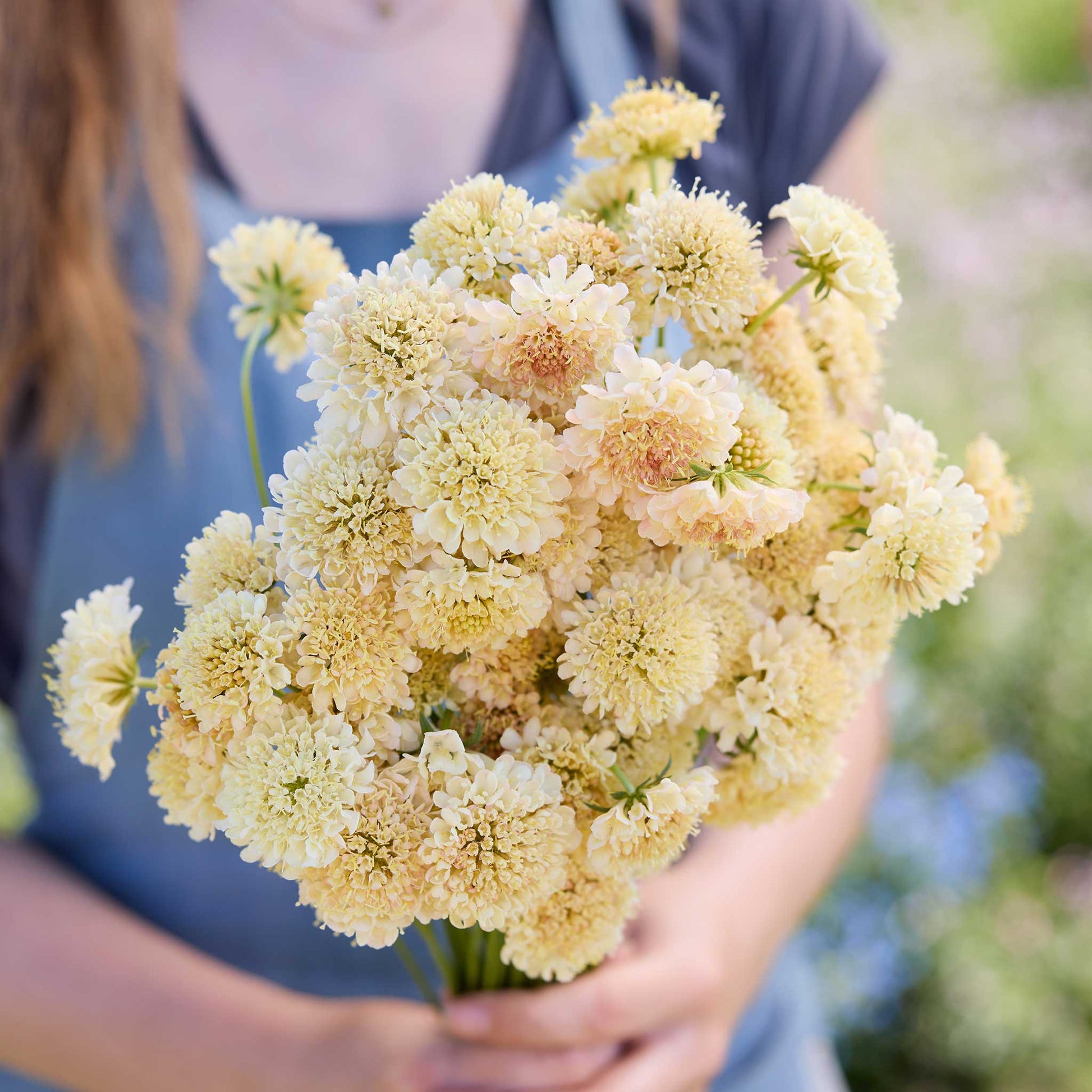 A close up of a person holding a bouquet of scabiosa fata morgana flowers in a garden setting.