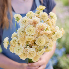 A close up of a person holding a bouquet of scabiosa fata morgana flowers in a garden setting.