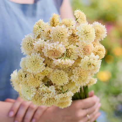 A close up of a person holding a bouquet of scabiosa fata morgana flowers in a garden setting.