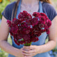 A person holding a bouquet of scabiosa fire king flowers in a garden setting.