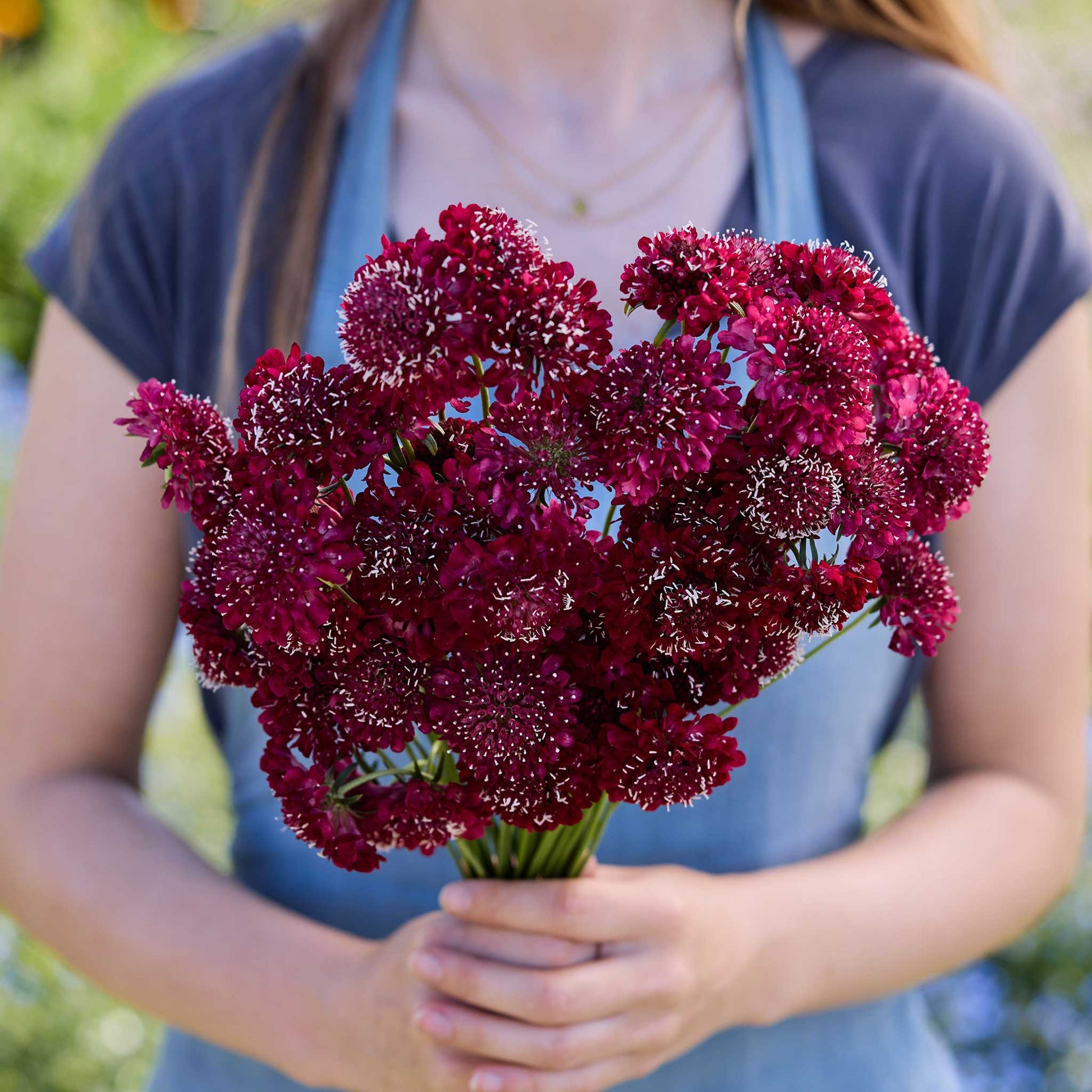 A person holding a bouquet of scabiosa fire king flowers in a garden setting.