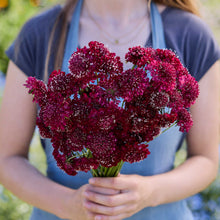 A person holding a bouquet of scabiosa fire king flowers in a garden setting.