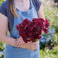 A person holding a bouquet of scabiosa fire king flowers in a garden setting.