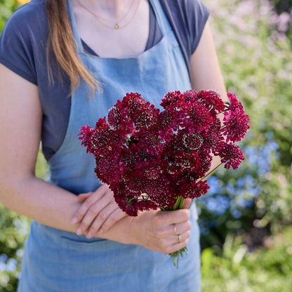 A person holding a bouquet of scabiosa fire king flowers in a garden setting.