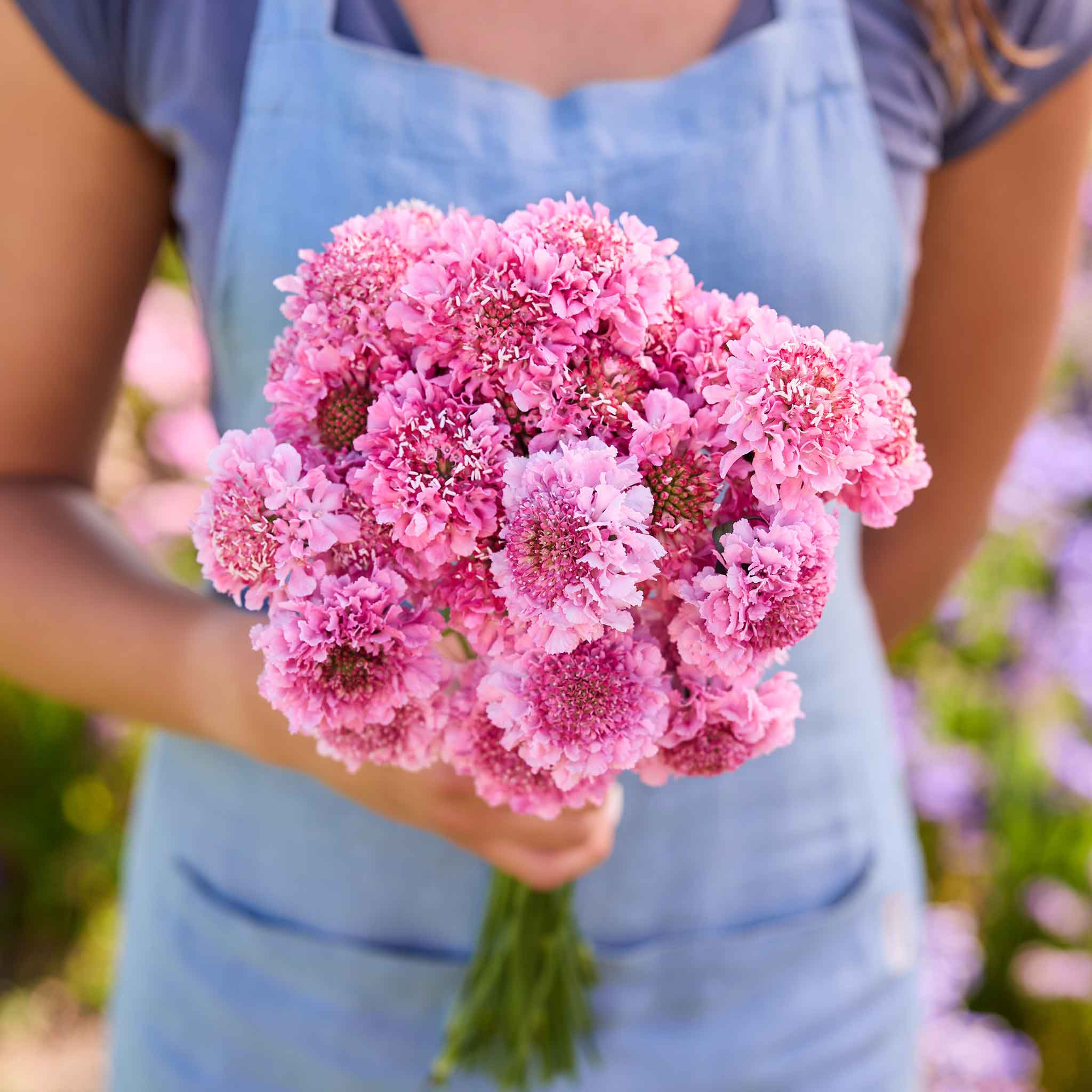 Person holding a bouquet of pink scabiosa salmon queen flowers with a blurred background