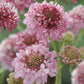 scabiosa salmon queen
