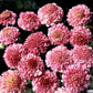 scabiosa salmon queen