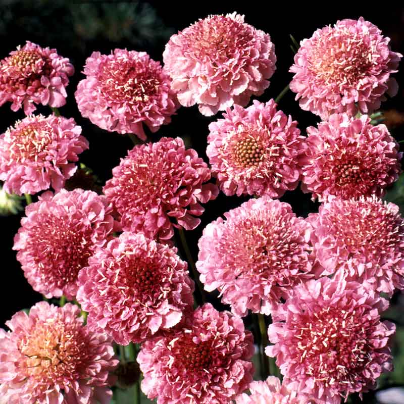 Vibrant salmon queen scabiosa flowers with delicate petals and a fuzzy center.