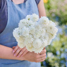 A person holding a bouquet of scabiosa snowmaiden flowers in a garden setting.