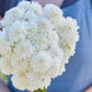 A close up of a person holding a bouquet of scabiosa snowmaiden flowers in a garden setting.