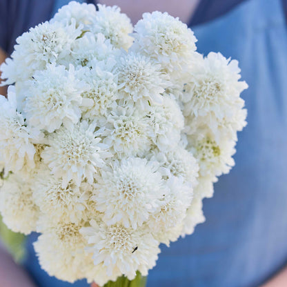 A close up of a person holding a bouquet of scabiosa snowmaiden flowers in a garden setting.