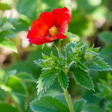 A single bright scarlet cinquefoil flower with a yellow center and green leaves in a garden setting.