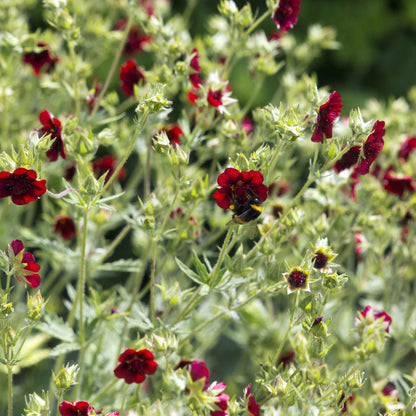 A close-up of a flowering plant with many small dark scarlet cinquefoil flowers and green foliage, with a bee visible near one bloom.