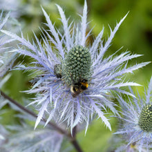 A close-up shot of a Blue Star Sea Holly flower, showcasing its spiky, metallic blue bracts.