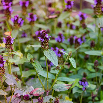 Purple selfheal lance flowers with green leaves growing in a garden bed, with a soft blurred background of similar plants.