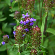 Purple selfheal lance flowers and green leaves of a wildflower plant in a natural outdoor setting.