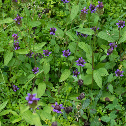 Green leafy plants with small purple selfheal lance flowers growing in a natural outdoor setting.