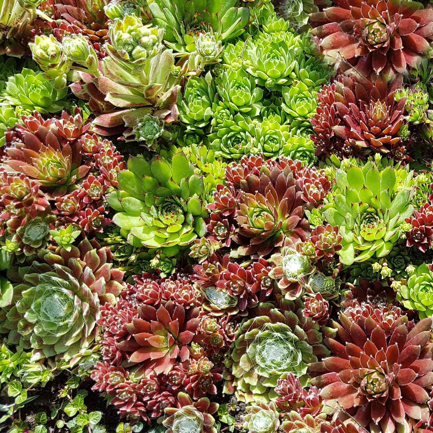 Close-up of various sempervivum hippie chicks succulents with green and red hues.