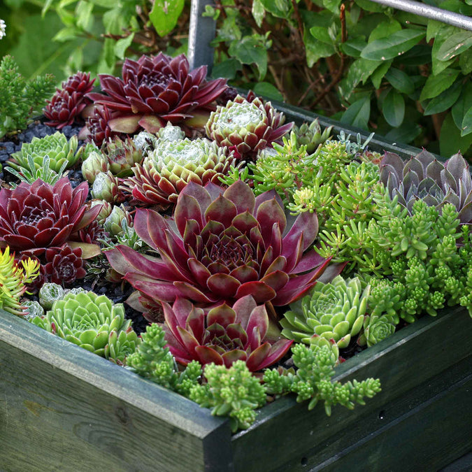 Colorful sempervivum hippie chicks succulent plants in a wooden planter with greenery in the background