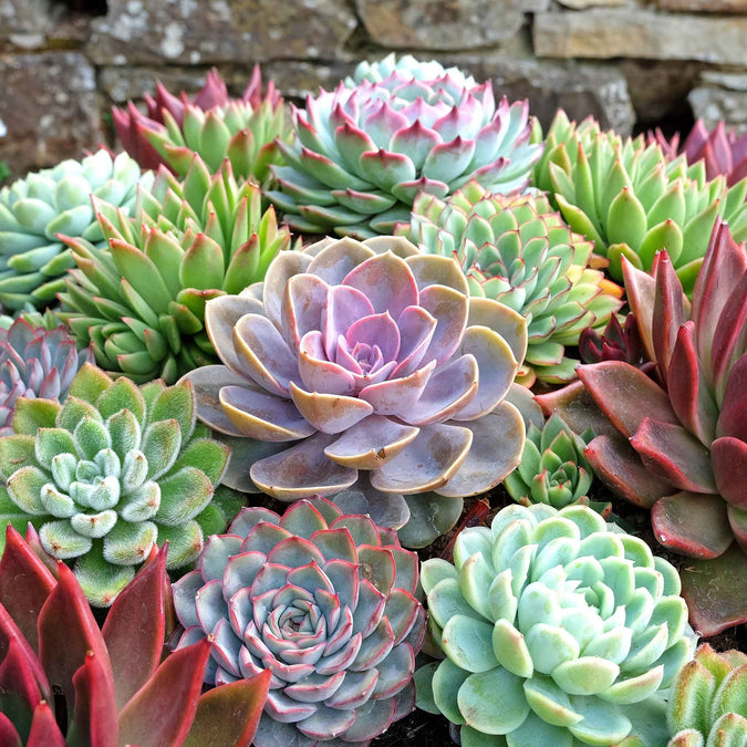 Collection of various sempervivum hippie chicks succulents with different colors and textures.