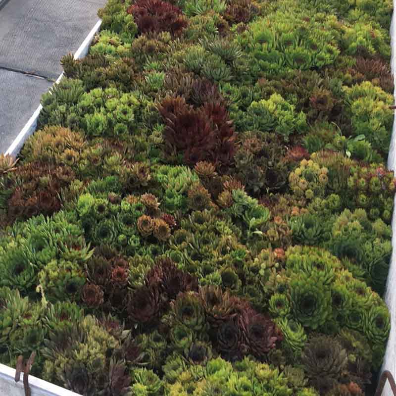 rectangle garden with sempervivum hippy chicks mix in full