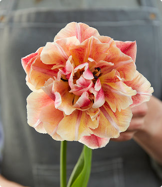 A close-up of a single layered tulip flower with peach, pink, and cream petals, held in front of a person wearing a gray apron.