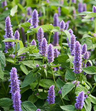 Purple flower spikes with green leaves growing together in a dense natural-looking field.