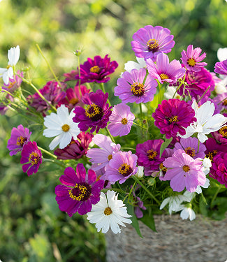 purple and white cosmo flowers in a basket